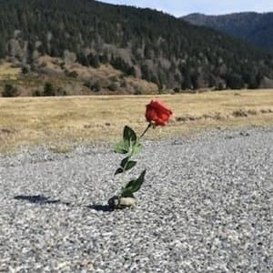 Une rose sur le bitume