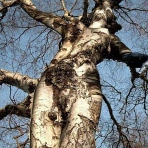 Human Inosculation, Pt. 1