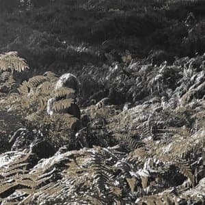 Prisoners Of Love And Hate