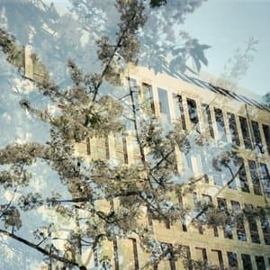 er bladene blaest ned