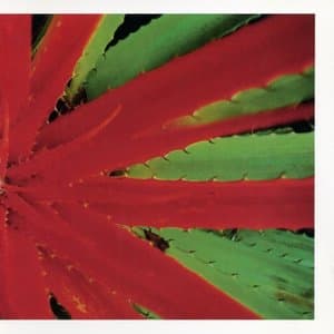 This Afternoons Malady