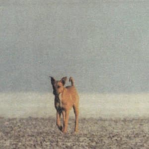 The Liking of Things