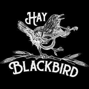 Hay Blackbird