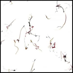 Six Encomiums for Cecil Taylor