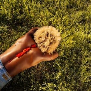 The Last Great American Summer