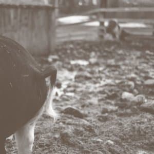 Tomorrow is Too Late