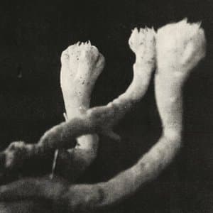 Unterhaltungen mit Larven und Uberresten