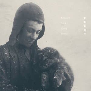 Requiem For A Dying Animal