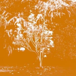 Past Walls and Windows