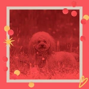 Inspiring Bossa Trombone - Bgm for Relaxing Your Dog