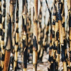 Songs from the Cane Fields (20th Anniversary Edition)