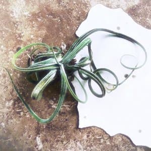 Burn To Grow Greener