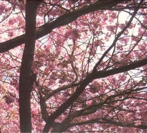 Hypnagogue I / Hypnagogue II