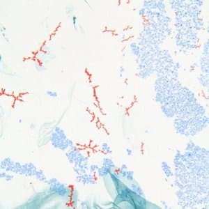 Evidence of a Primary Perception