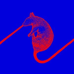 Rats Dont Eat Synthesizers