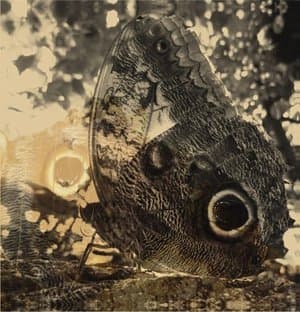 Ikiru Or The Wanderer