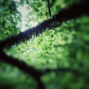 In the Changing Seasons II