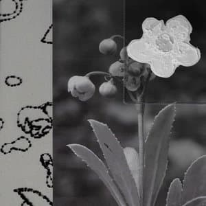 A Home No Longer Exists