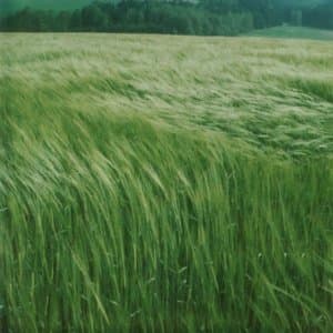 East of the Gilas (Lagniappe Session)