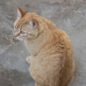 Sesiones Lapiezachica (En Vivo)