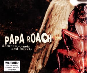 Between Angels And Insects