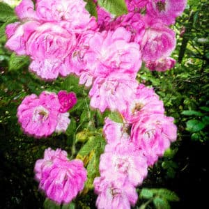 PARADISO #2 - La Roseraie de Morailles