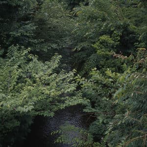 Swallowed From Within