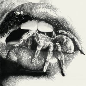 Let The Spiders In
