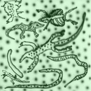 List Of Lizards IV