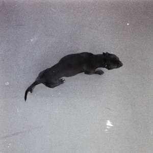 Still Blank (Deluxe)