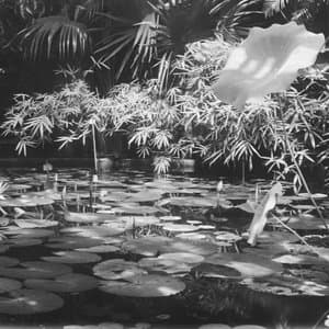 Botanisk hage