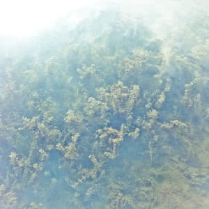 Pines/Sun & The Letzten Monats 7"