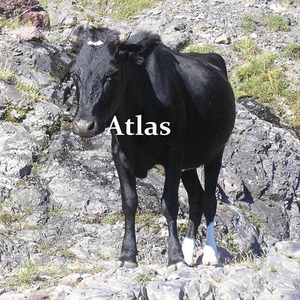 Atlas