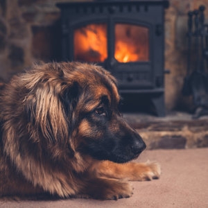 Dogs and Fire Harmony: Music Therapy