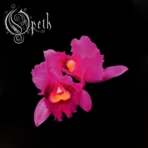 Orchid