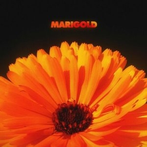 Marigold