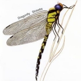 Dragonfly - Dragonfly '1970