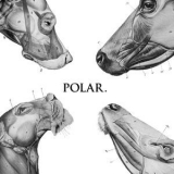 Polar - This Polar Noise EP '2011 - EP