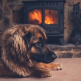 Soft Music for Daydreaming - Dogs and Fire Harmony: Music Therapy '2024
