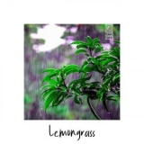 Lemongrass - In the Jungle '2021 - Album