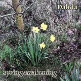 Dalida - Spring Awakening '2020 - Album