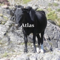 Atlas - Atlas '2017