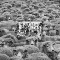 $uicideboy$ - Grey Sheep II '2016